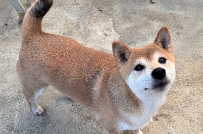 里親あずき女