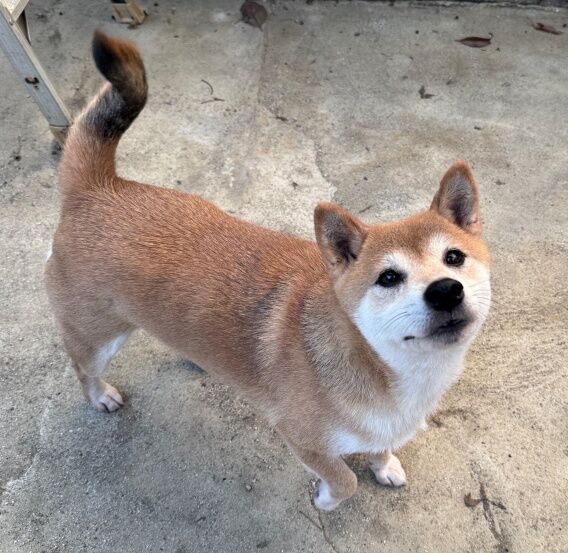 里親あずき女