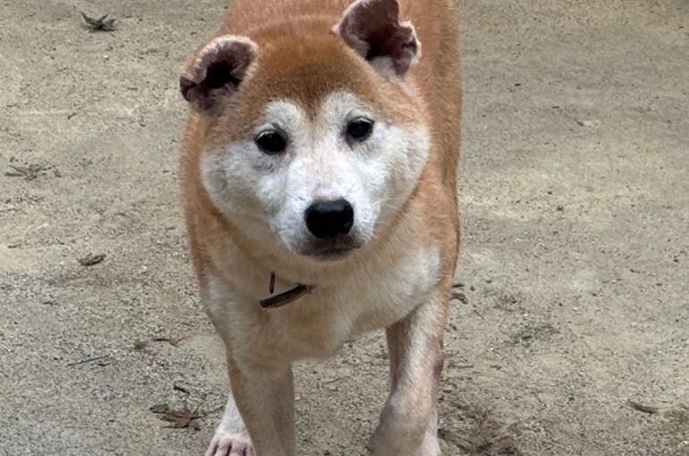 里親ランマル