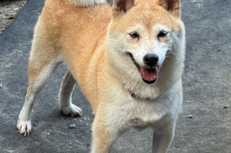 里親カコ