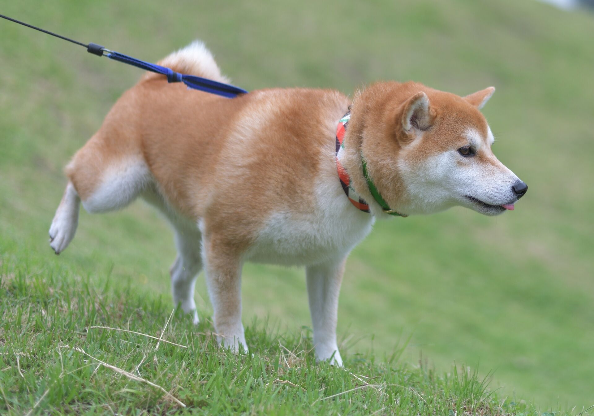 犬