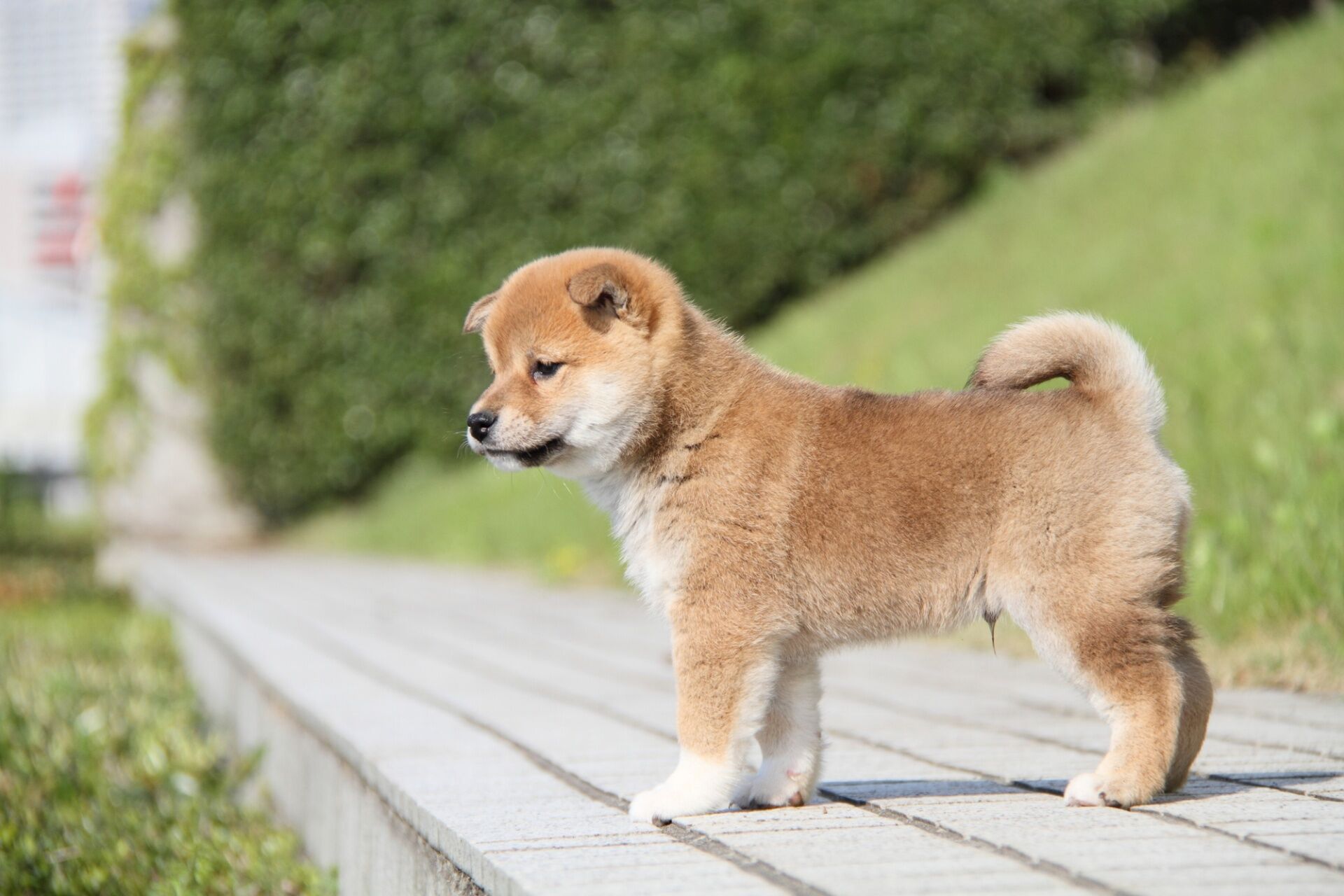 小型犬